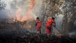 Karhutla Berdampak bagi Negara Tetangga, Kedua Pemerintahan Harus Perkuat Kerja Sama Atasi Akar Penyebab Kebakaran