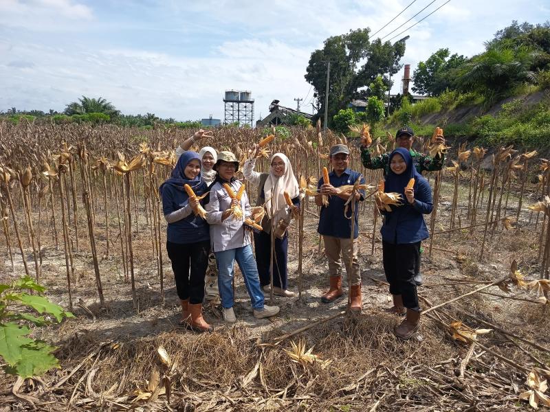 Dukung Kemandirian Pangan Nasional, PTPN IV Regional IV Kebun Tanjung Lebar Sukses Gelar Panen Kedua dan Lanjutkan Penanaman Tahap Ketiga